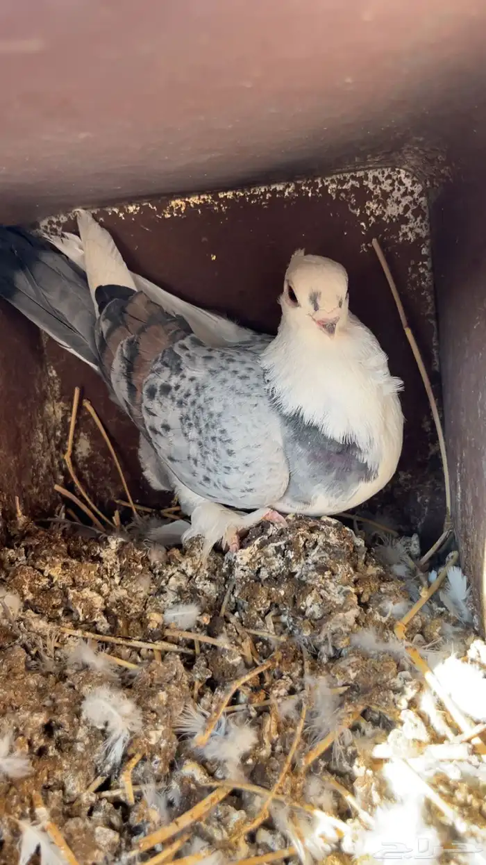 حمام للبيع 7