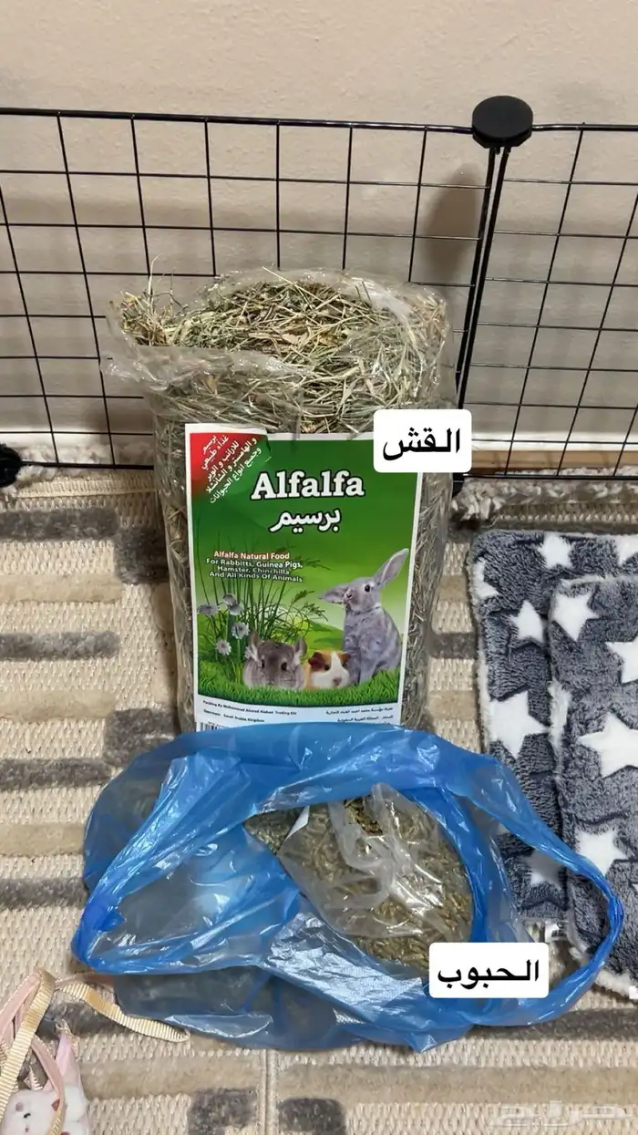 ارنب هولاند لوب 5