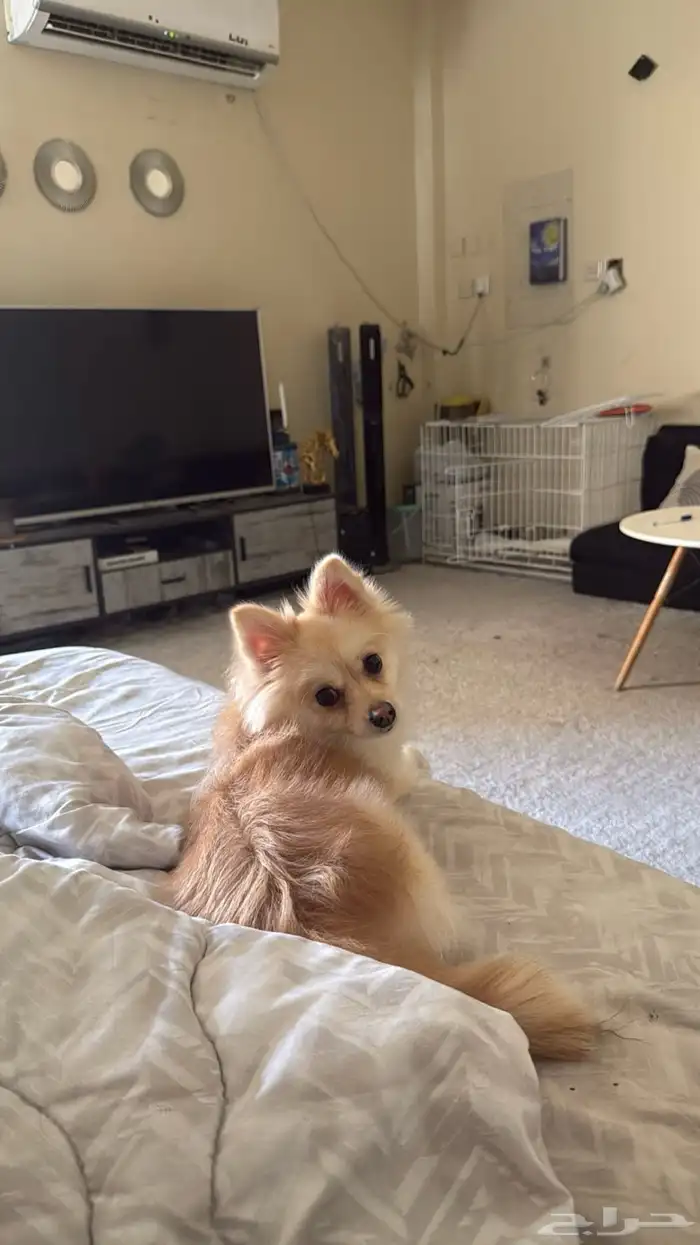 كلبه بومرينيان 9