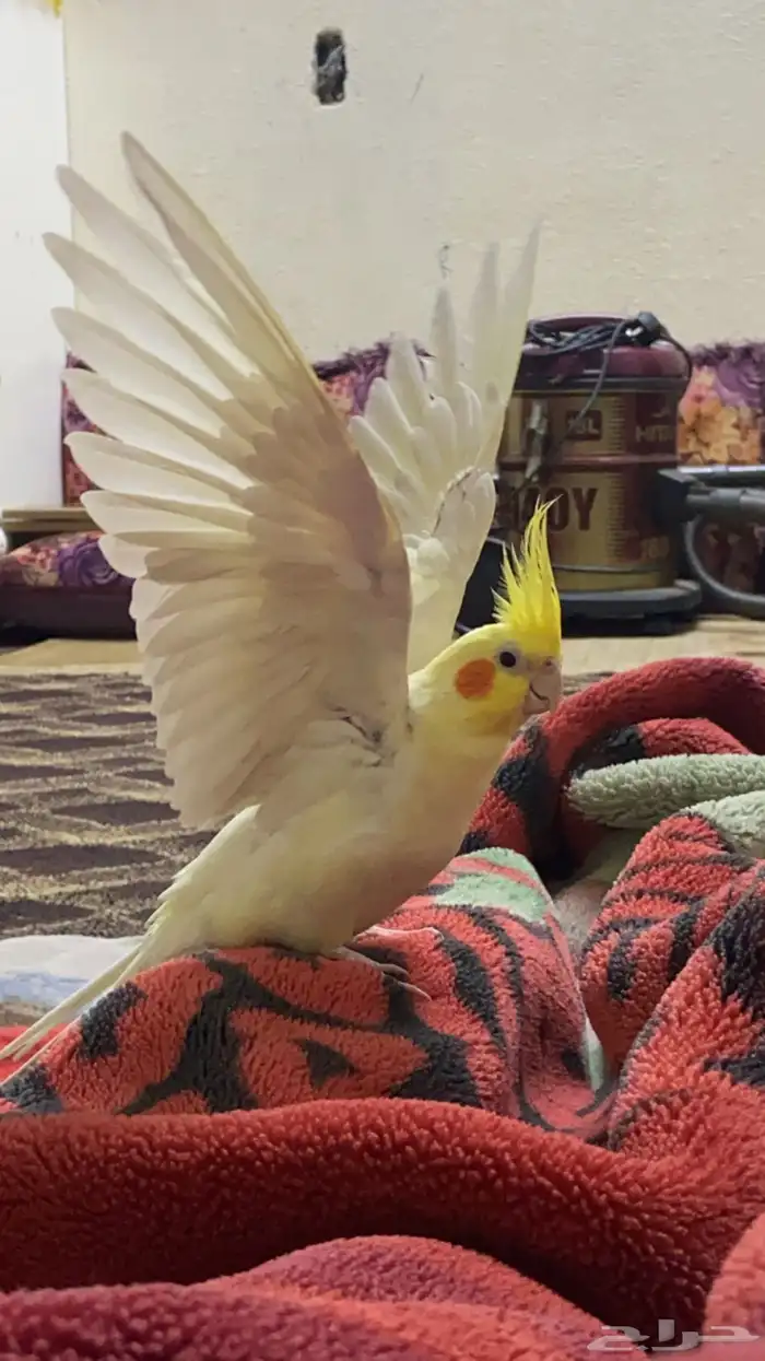 كروان لاتينو 0