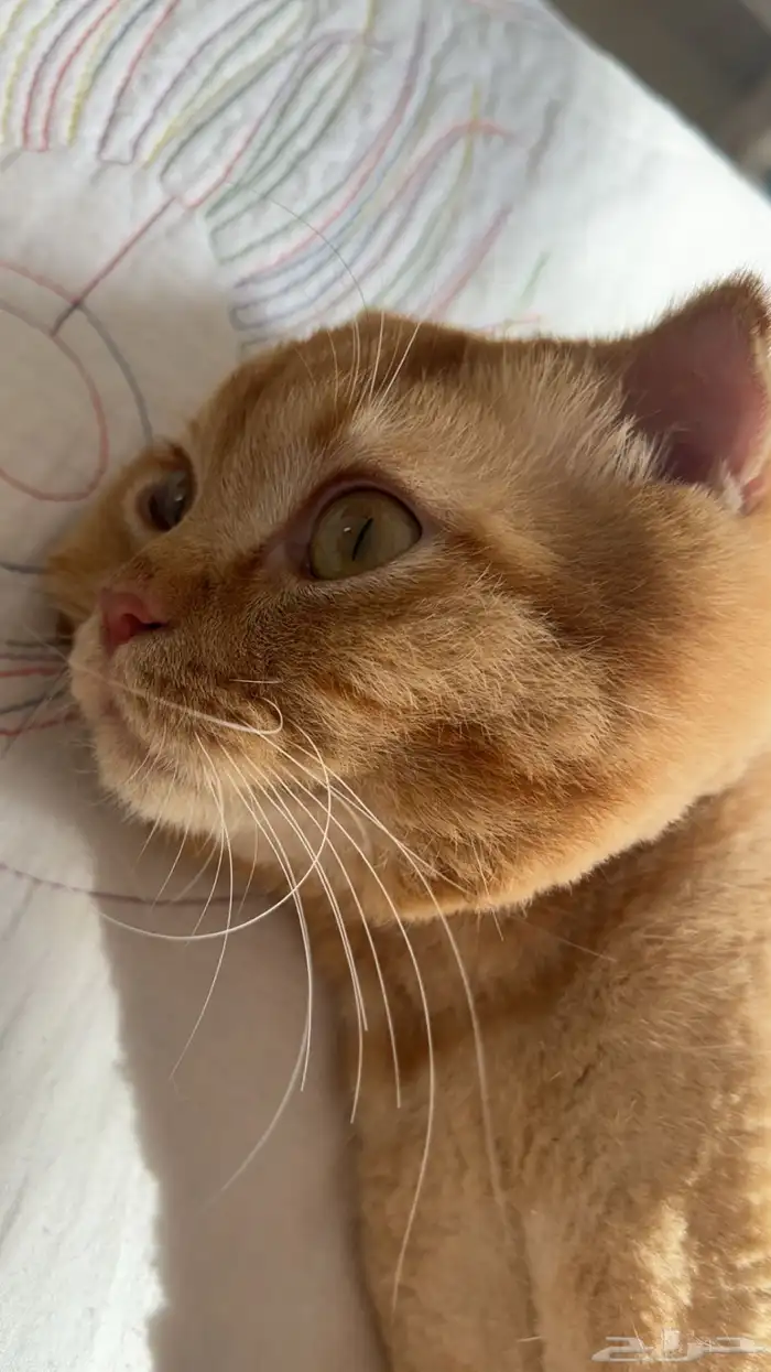 سكوتش عمره سنه ضائع في حي الواحه او التوفيق او السامر 1