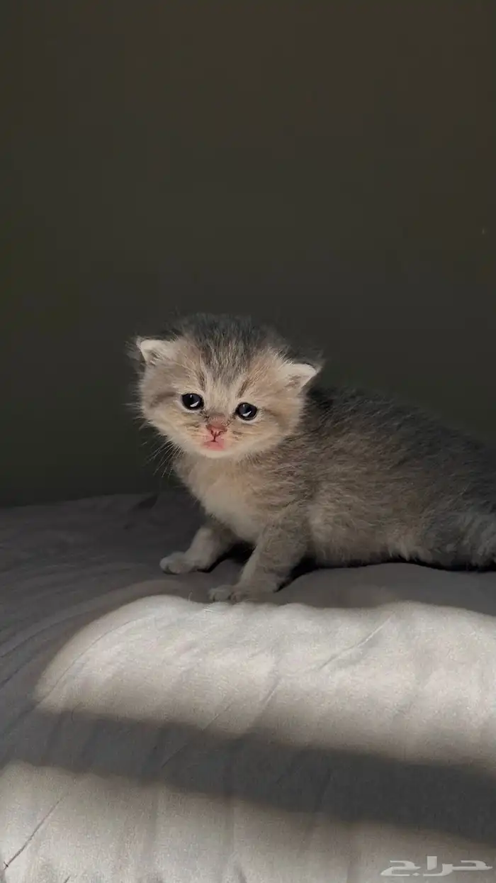 انتاج سكوتش مستوى عالي بسعر مميز 2