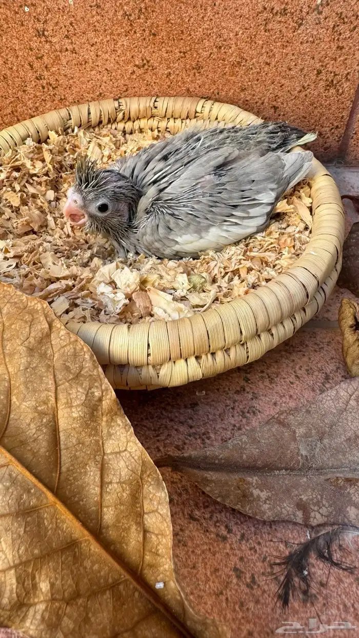 كروان ايميرالد شي فاخر من الاخر عشاق النوادر والغر 3