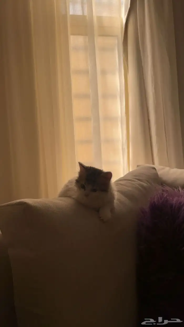 للبيع على اعلى سوم كتن 4 شهور 0