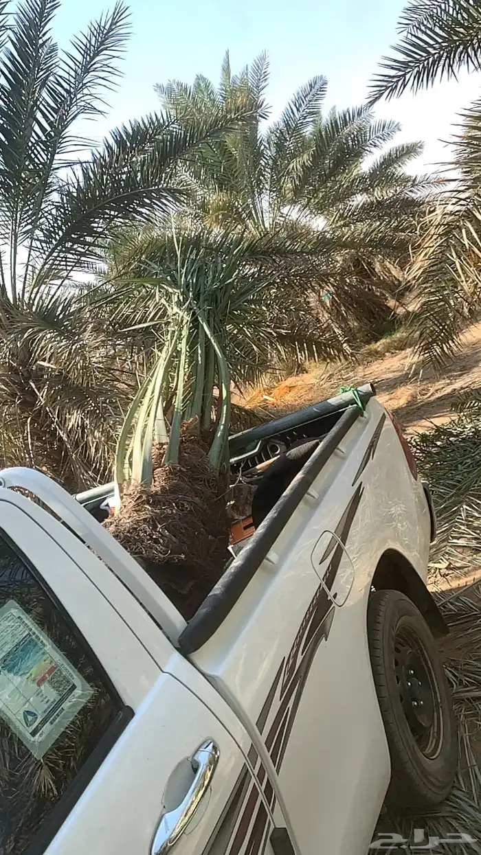 نخل 4