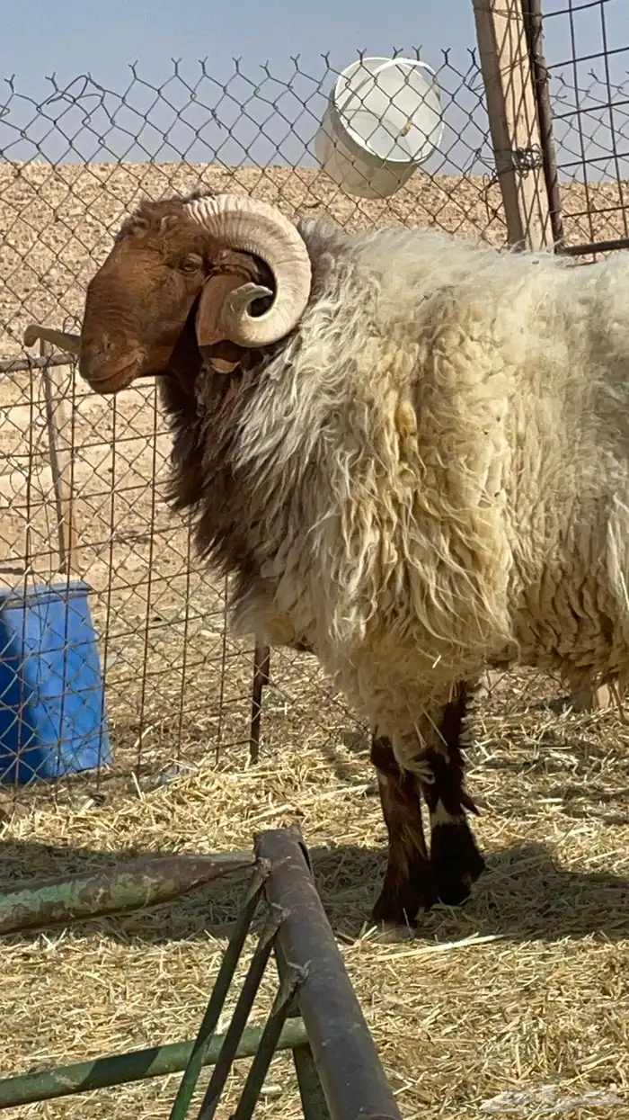 فحل نعيم للبيع 4