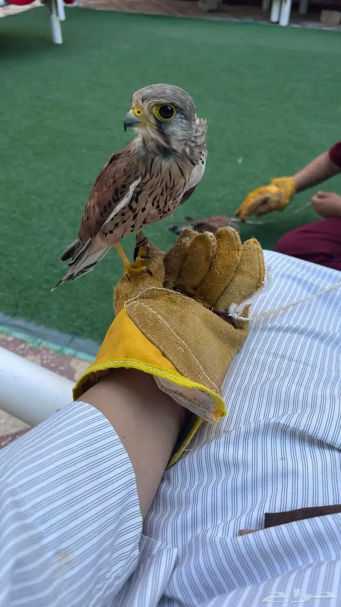باشق نص مدرب للبيع 1