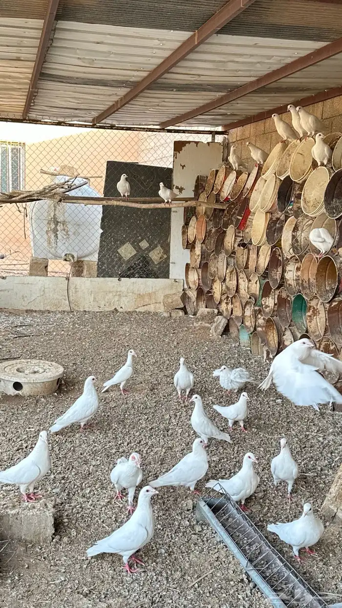 فرنسي أبيض للبيع 0