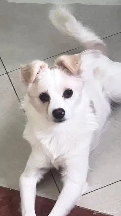 للتبنى كلبة جربفون فرنساوى index