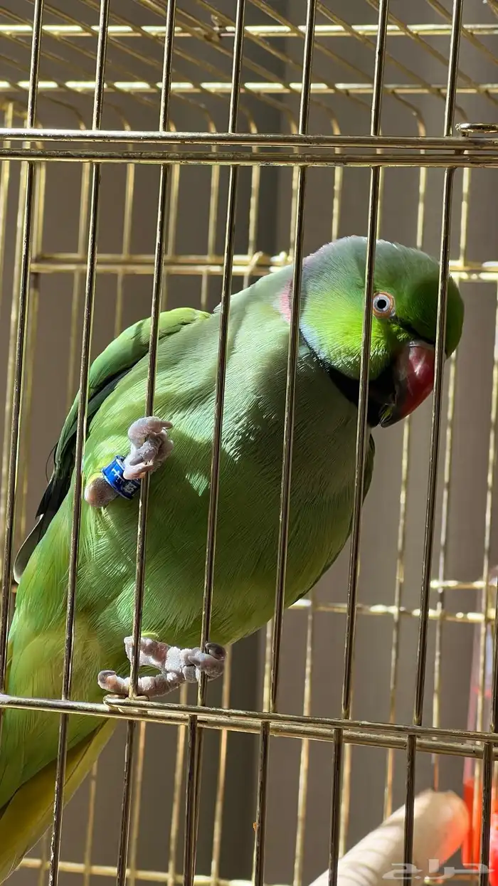 ببغاء ( اليف) ومتكلم ذكر 3