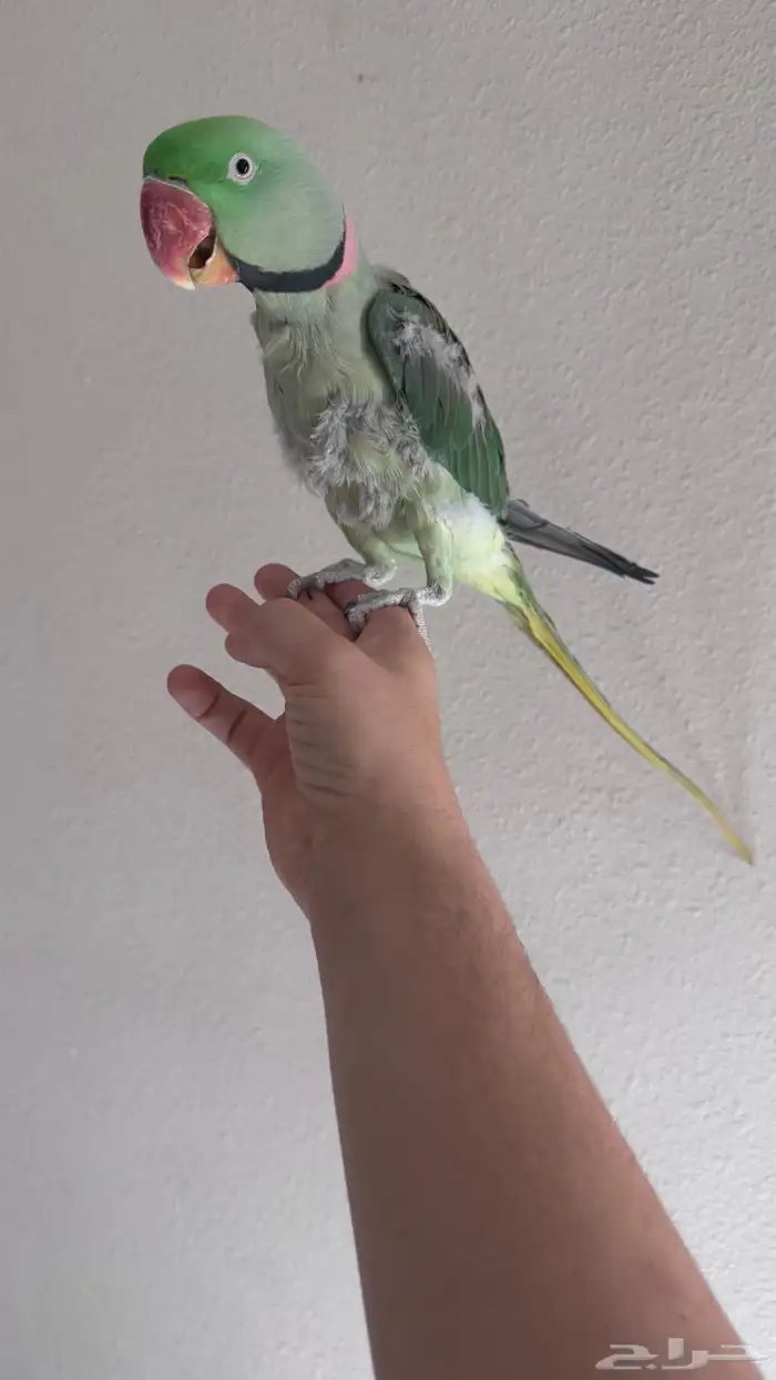 دره نيبالي ذكر اليف و متلكم 2