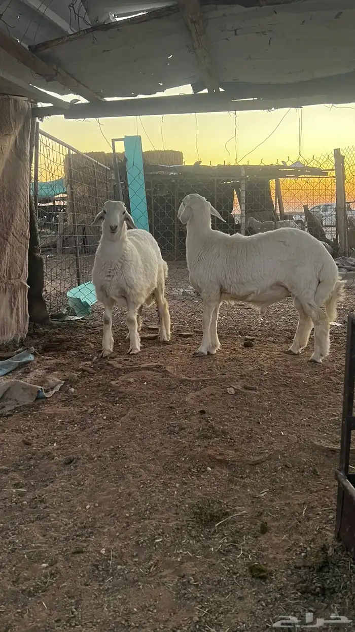 طليان ذبايح 0