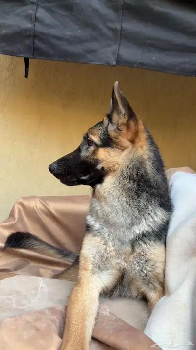 كلب جيرمان index