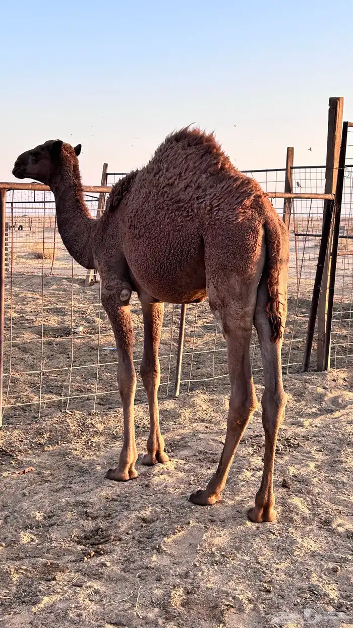 قعود لباني 1