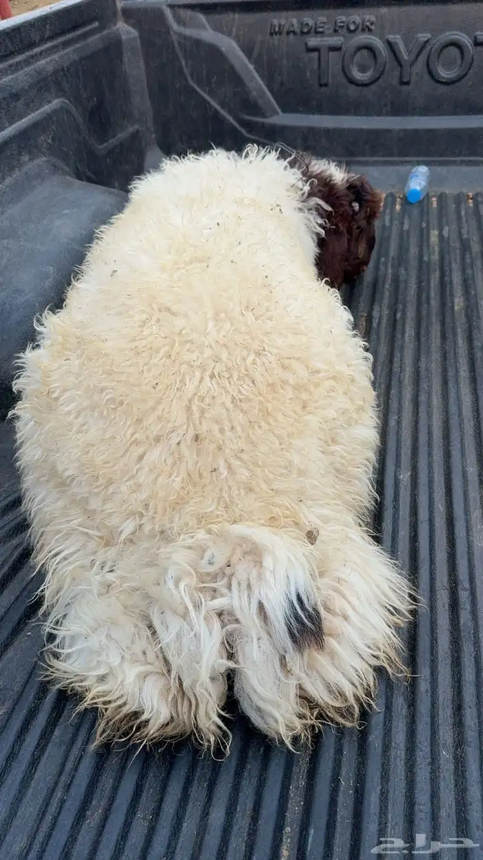 ذبايح حايل 20