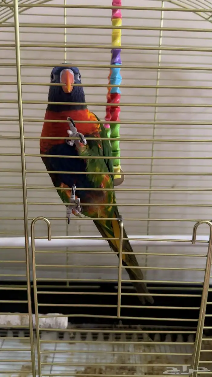 ببغاء اللوري 2