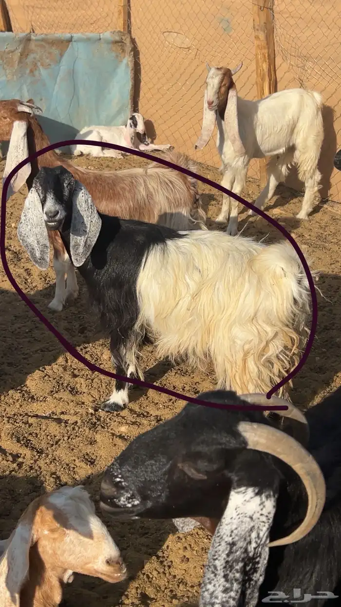 معزا حيل مقفلات 2