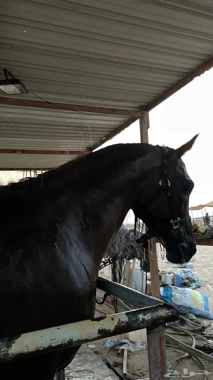 حصان ورق والبيع شعبي 1