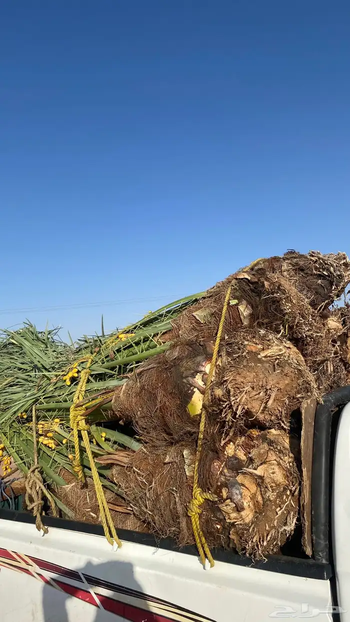 خلاص كبار مطلع 2