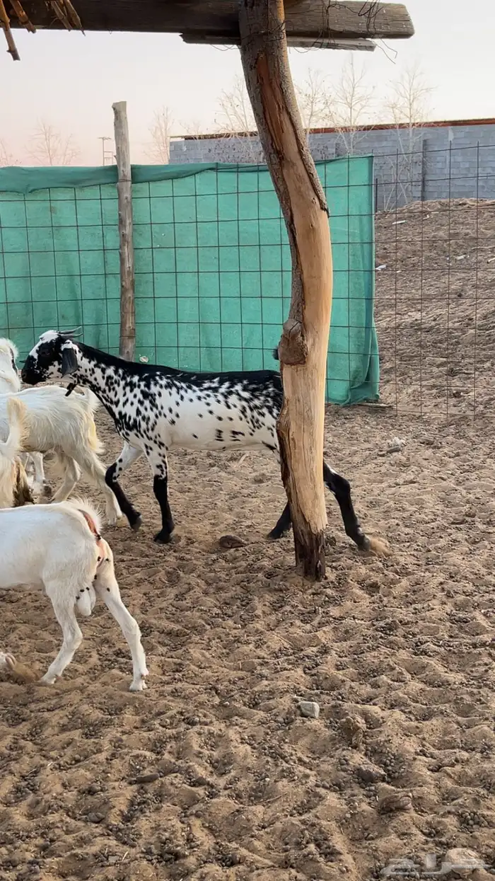 جفرة بيشيه صنف 7