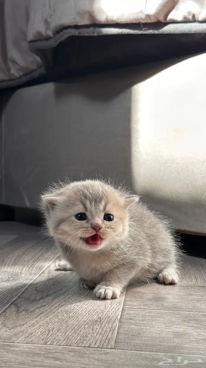 انتاج سكوتش مستوى عالي بسعر مميز 5