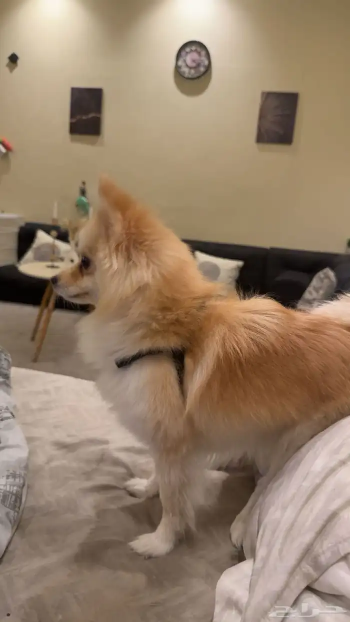 كلبه بومرينيان 7