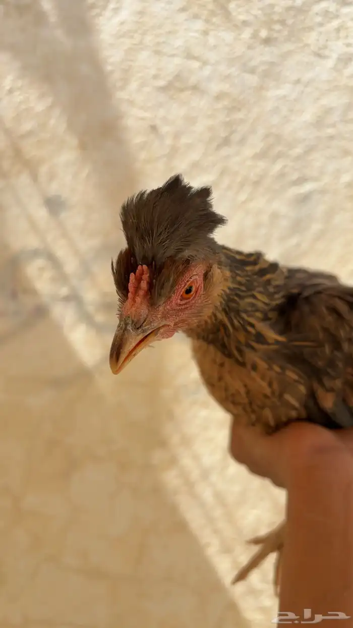 دجاج عربي افرق تاج مستوى فاخرر 5