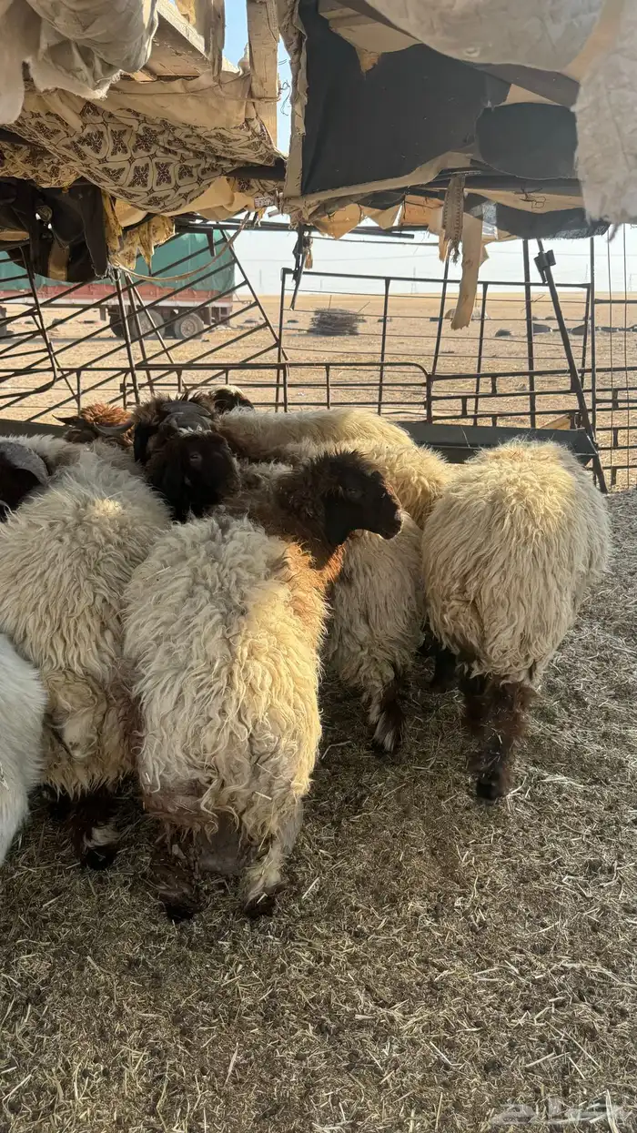 جذعان نعيم 4