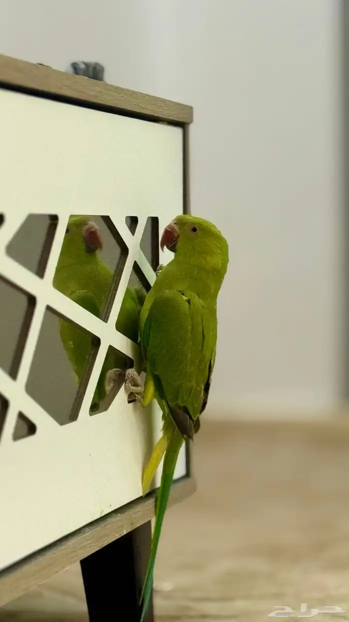 ببغاء الدرة 1