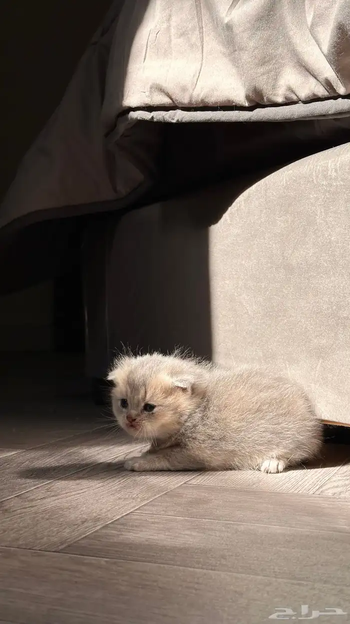 انتاج سكوتش مستوى عالي بسعر مميز 6