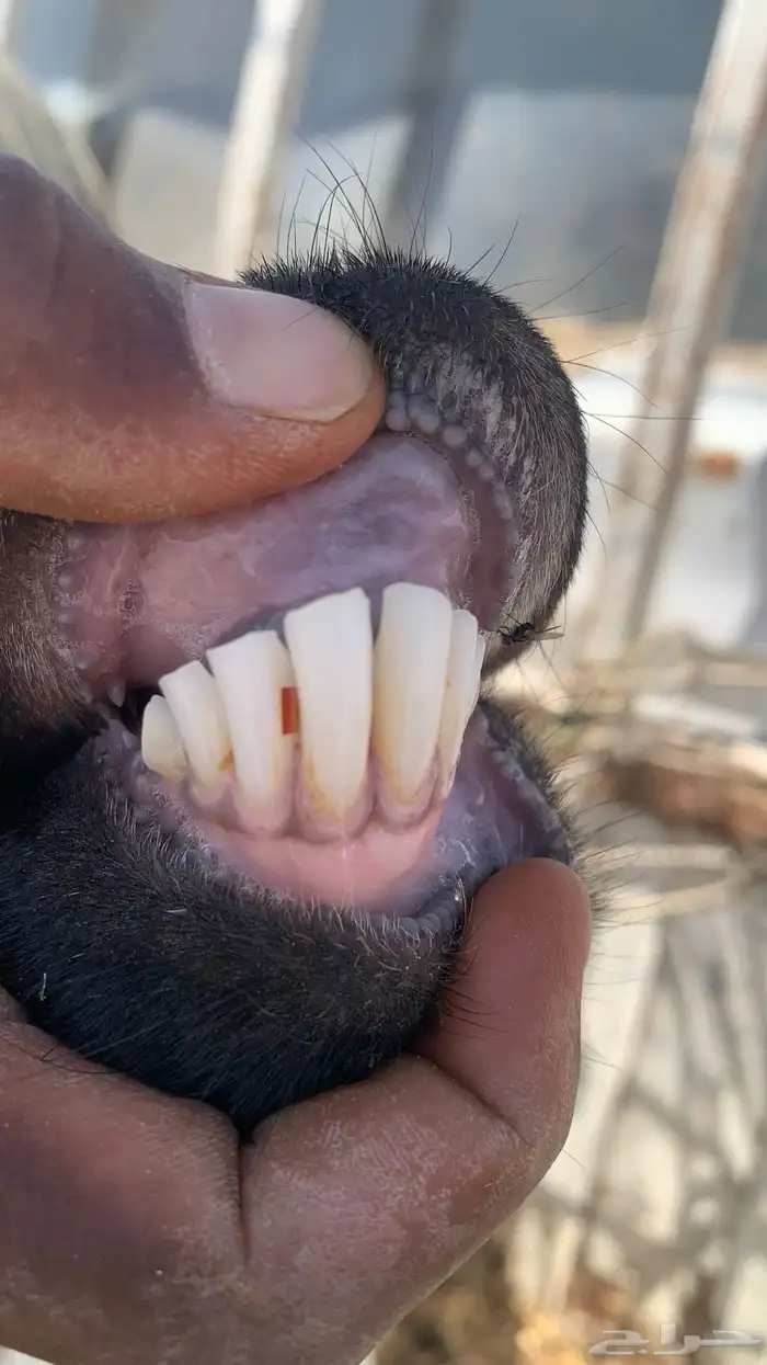 معزا دفيع على سونار 5