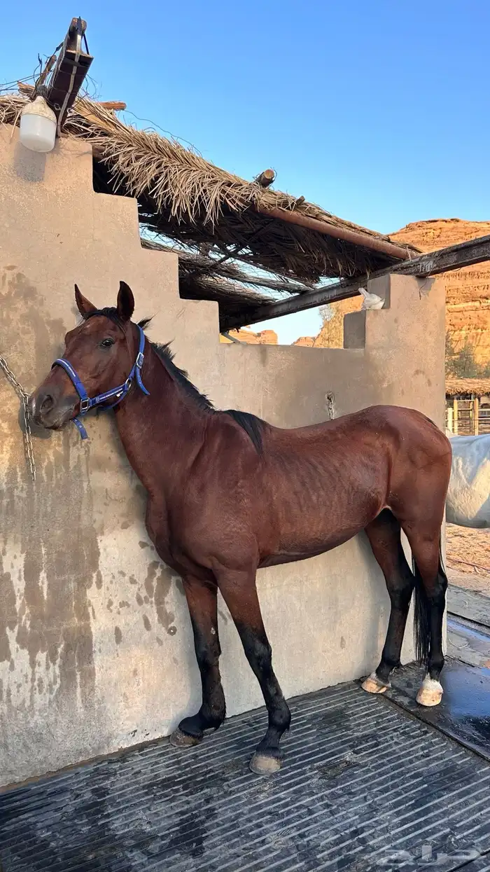 حصان جزيري 1