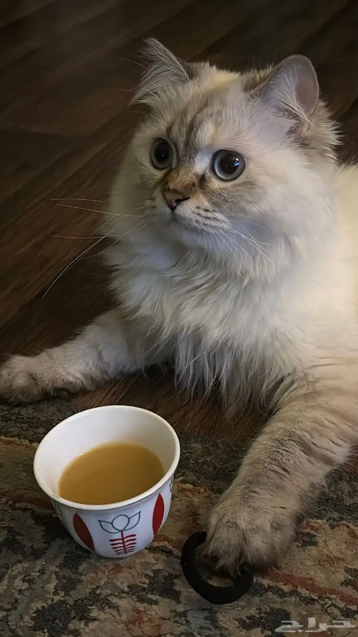 قطة للبيع 1