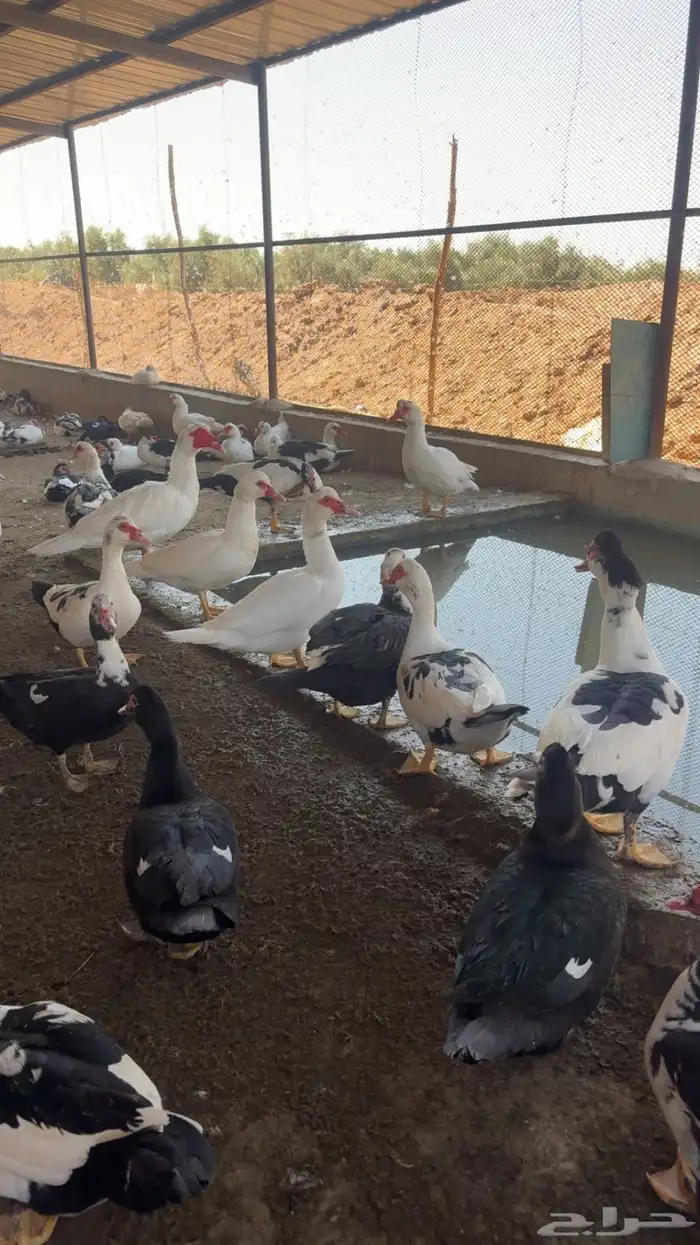 بط مسكوفي للبيع 5