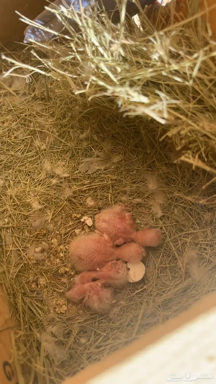 جوز روز بفروخه فروخ روز تم البيع تم البيع 2