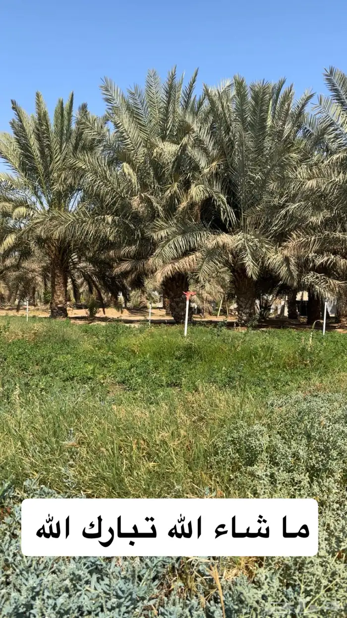 للبيع استراحة بالخرج ( الريحان ) كلشي جاهز 9