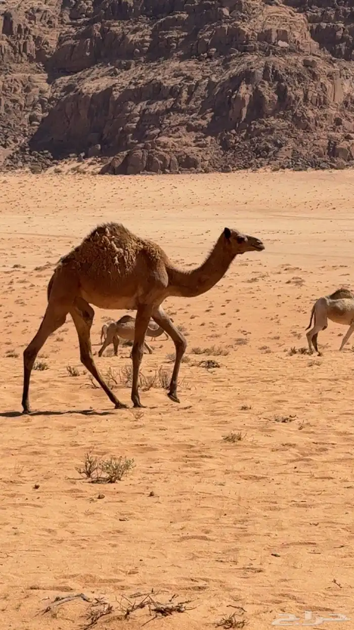 بكره بنت قناد الاحيمر 2