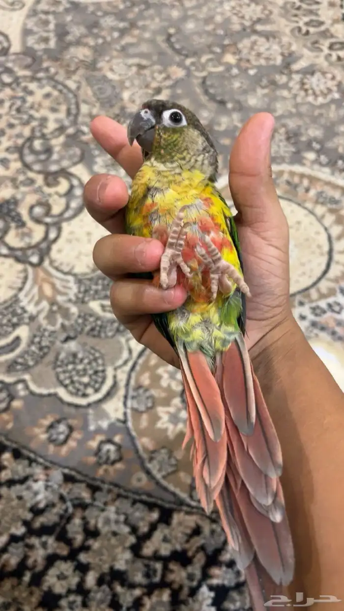 للبيع كنيور اليف يلو سايد 1