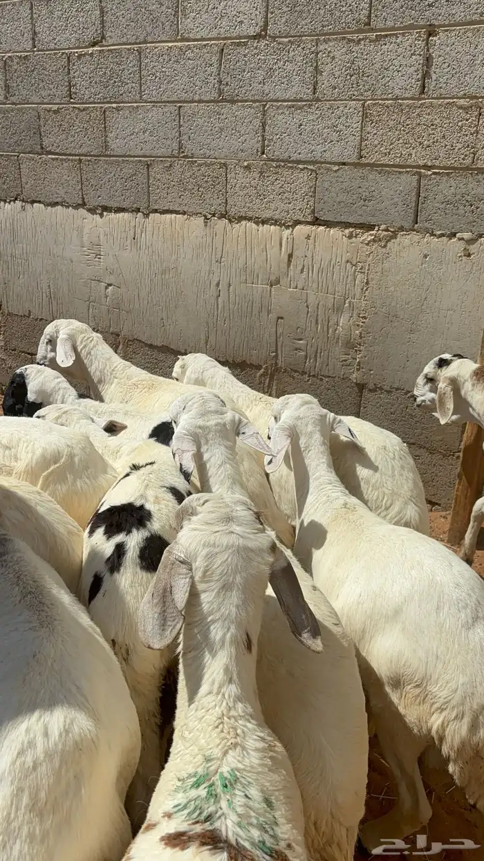 سواكن مرابي ب 1000 5