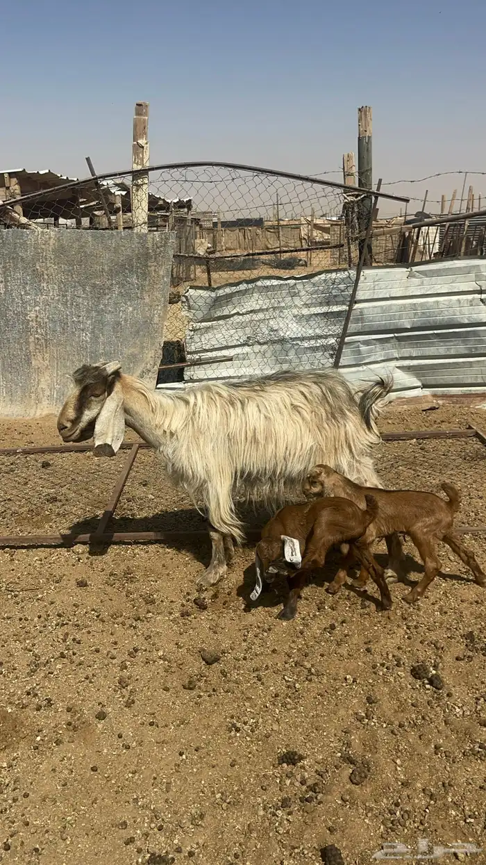 عنز معها ثنين 1