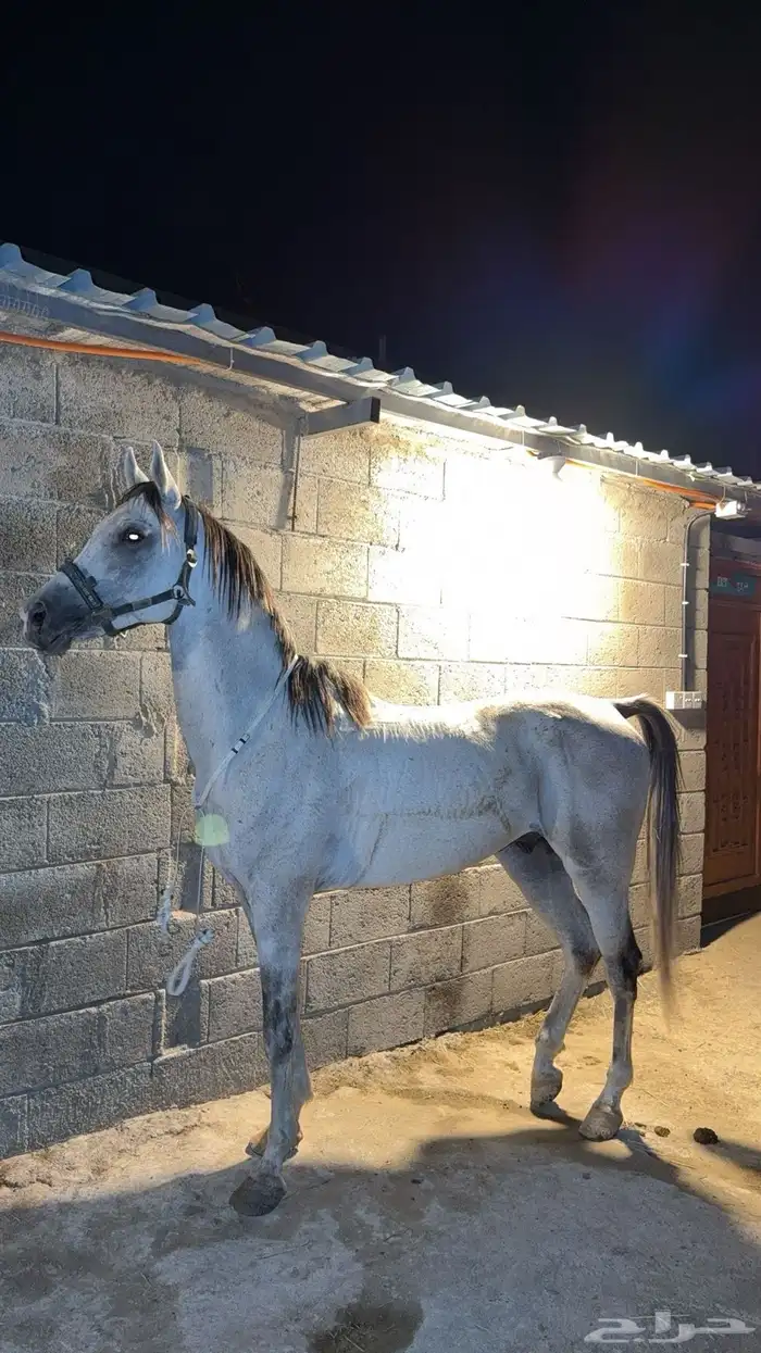 حصان كفو للبيع 1