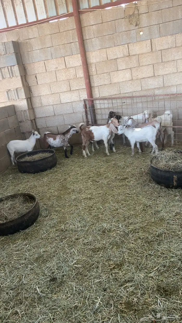 تيوس قزمة للبيع في بريدة 0