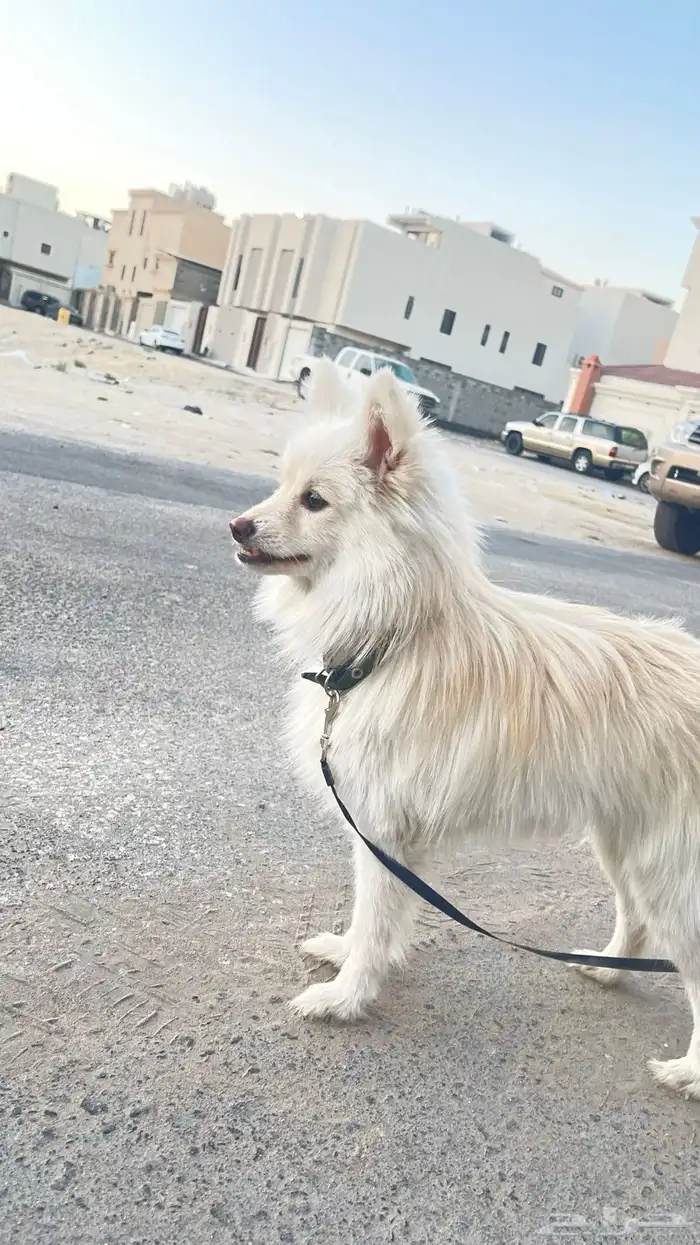 للبيع كلب مالتيز 1