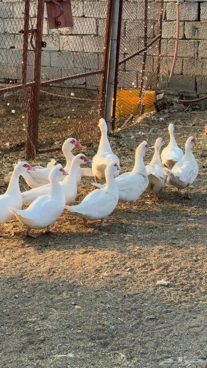 بط مصري منتج و حضان 1