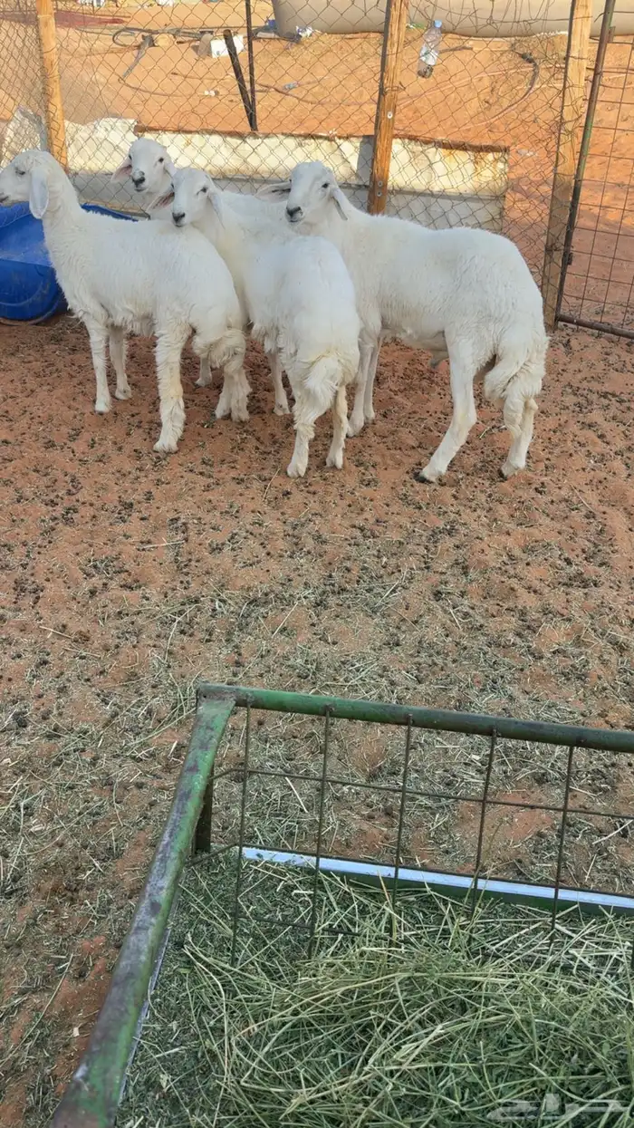 3 طليان ورخل حريات مغلقه 1