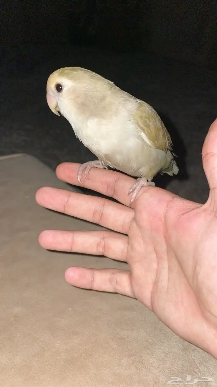 طير روز انثى انتاج 1