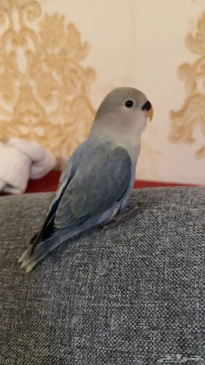 عصفور روز هدد 0