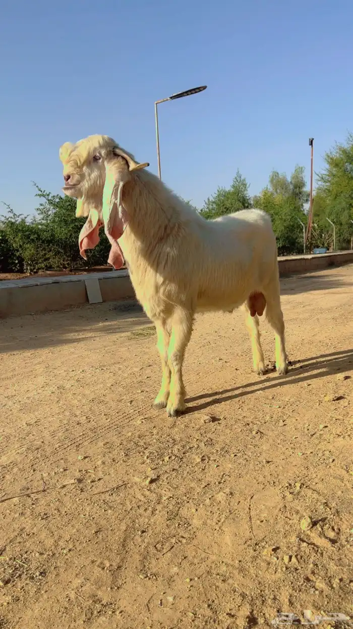 تيس مطور ابرص فاخر 0