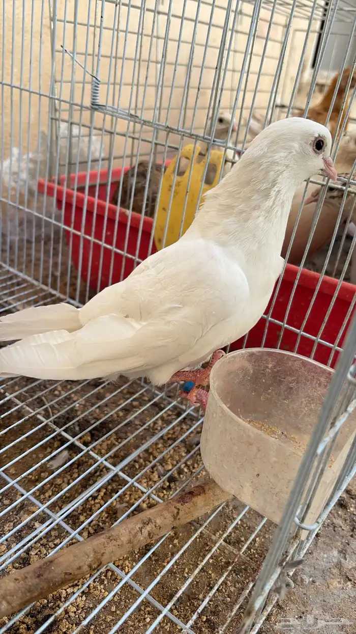 انثى صنعاني 0