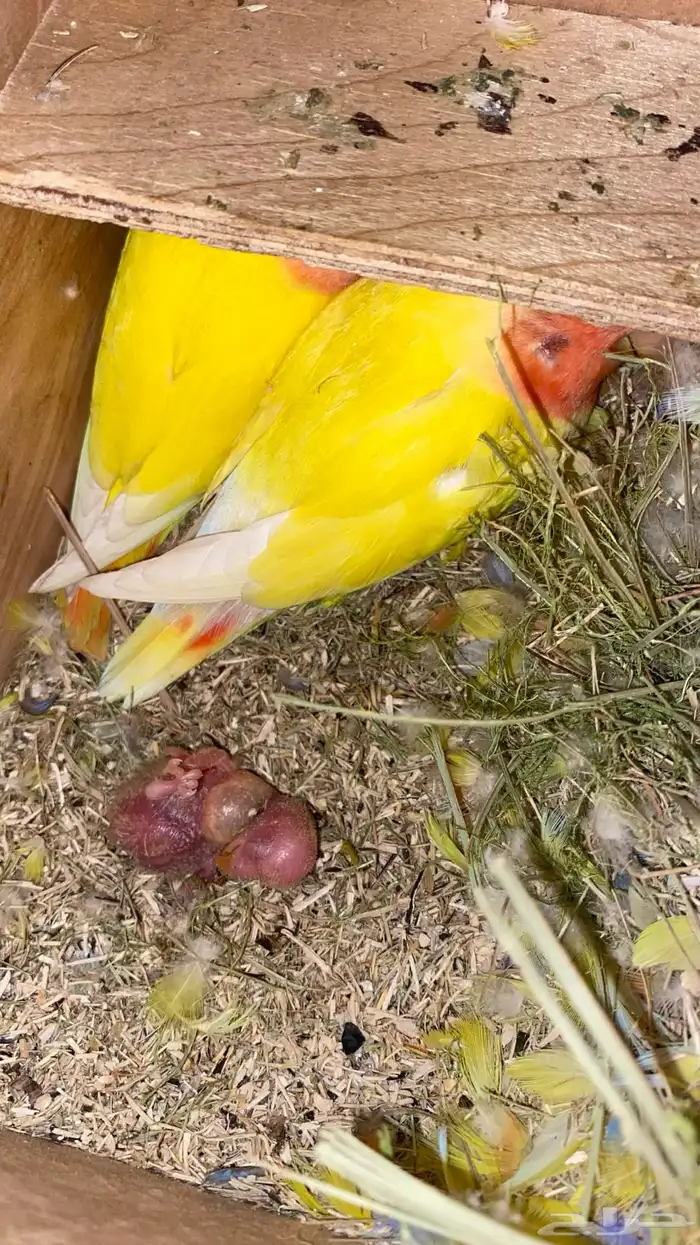 جوز روز منتج ومعه فرخ علئ السوم 5